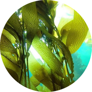 Chlorella Vulgaris <br>(Green Microalgae)