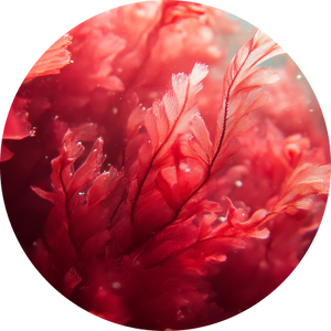 Halymenia Durvillei<br> (Red Algae)